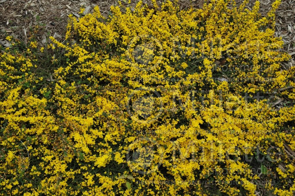 Genista Gold Flash (Woadwaxen)  1