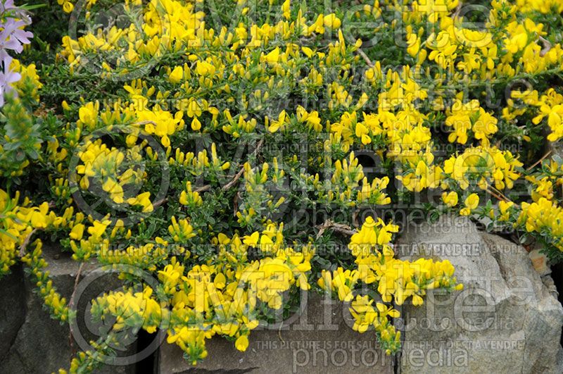 Genista Vancouver Gold (Woadwaxen) 1  