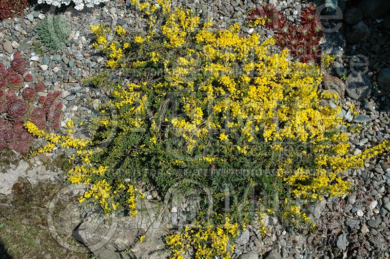 Genista Vancouver Gold (Woadwaxen) 2  