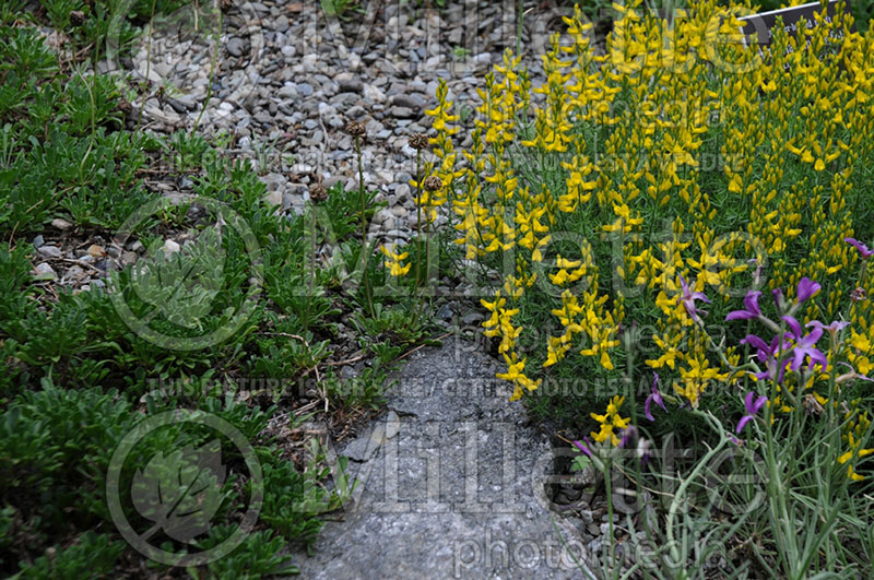 Genista sylvestris (Woadwaxen) 1 