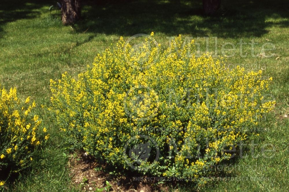 Genista Royal Gold (Woadwaxen) 1 