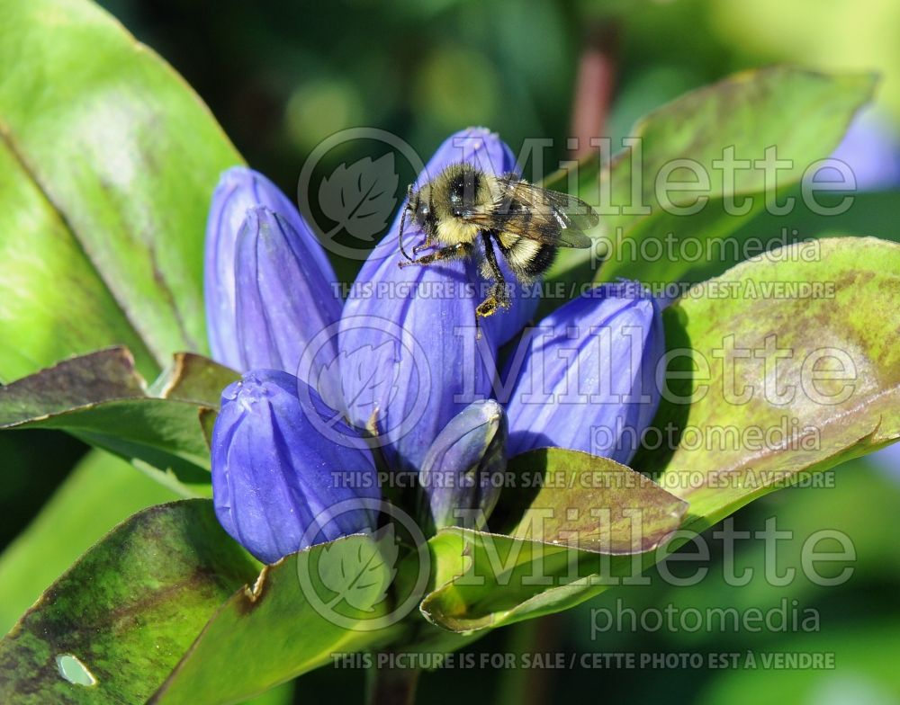 Gentiana andrewsii (Bottle gentian, Closed gentian) 6