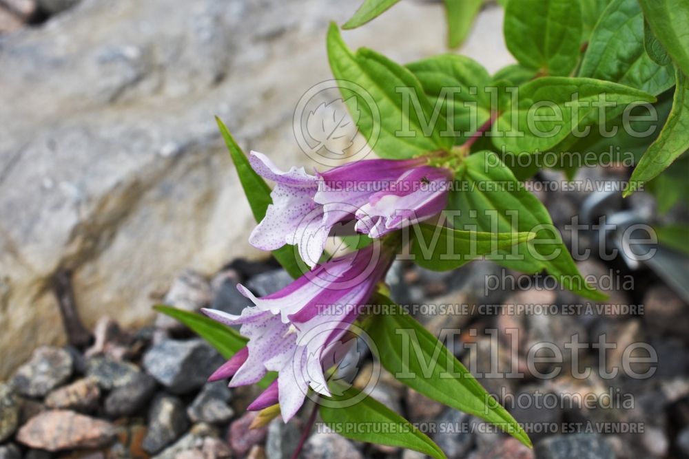 Gentiana Pink Swallow (gentian) 1