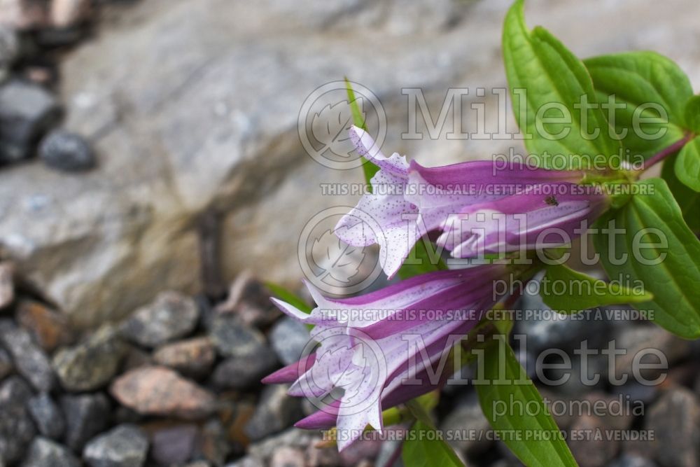 Gentiana Pink Swallow (gentian) 2