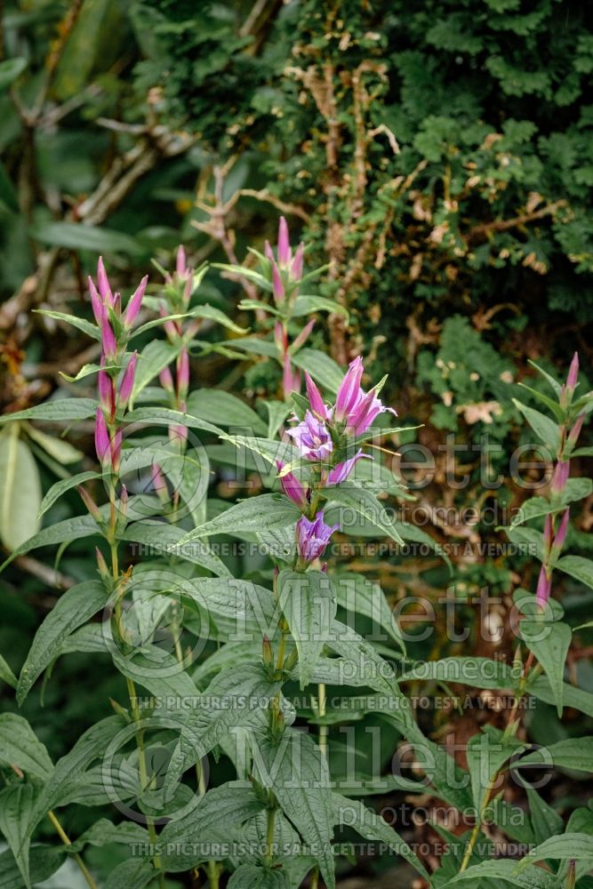 Gentiana Rosea (willow gentian) 1 