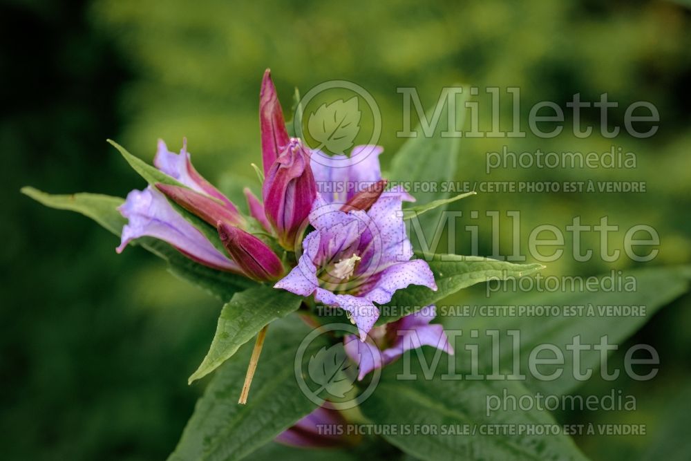 Gentiana Rosea (willow gentian) 2 