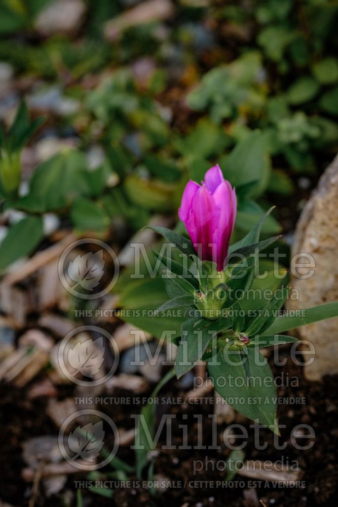 Gentiana Little Pinkie (willow gentian) 1 