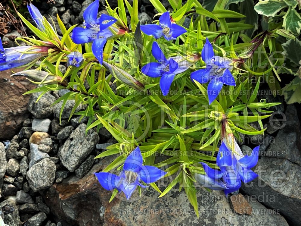 Gentiana paradoxa (Trumpet Gentian) 3