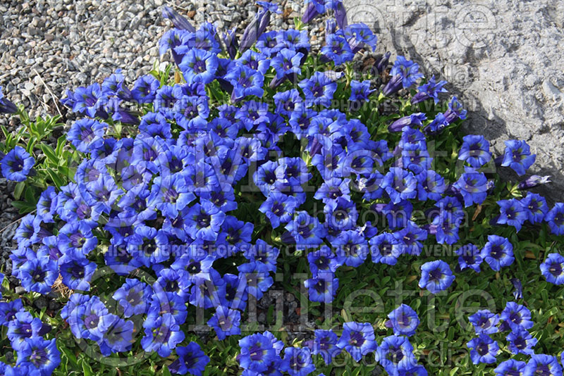 Gentiana acaulis (Gentian) 1 