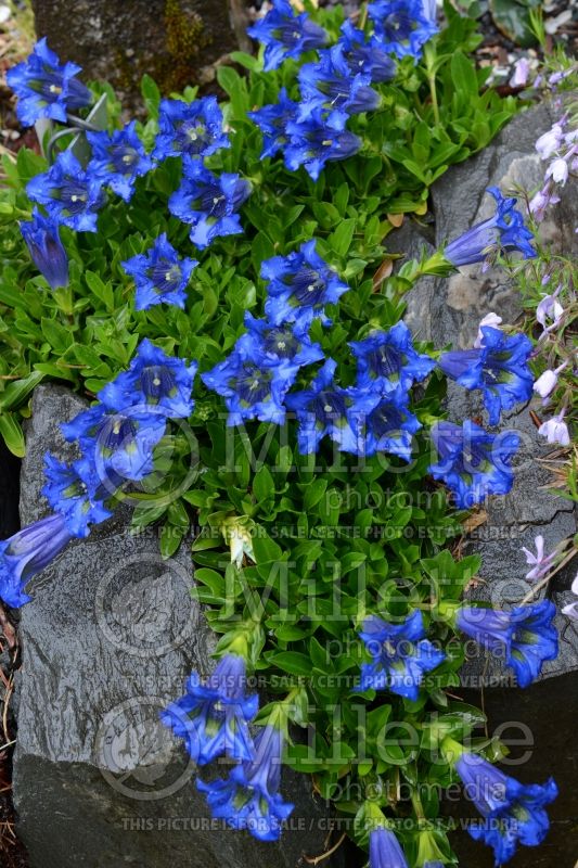 Gentiana Rannoch (Trumpet Gentian) 2 