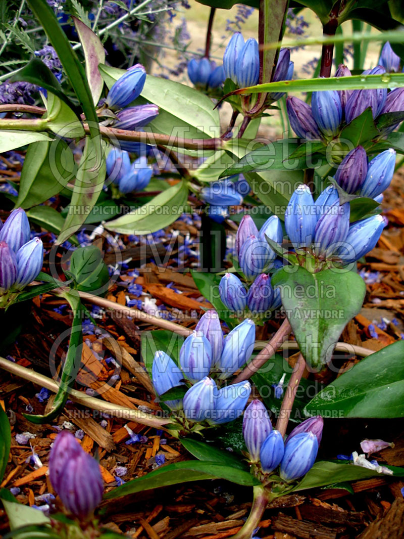 Gentiana andrewsii (Bottle gentian, Closed gentian) 4