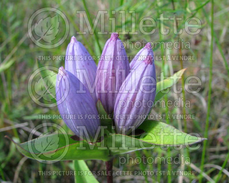 Gentiana andrewsii (Bottle gentian, Closed gentian) 2