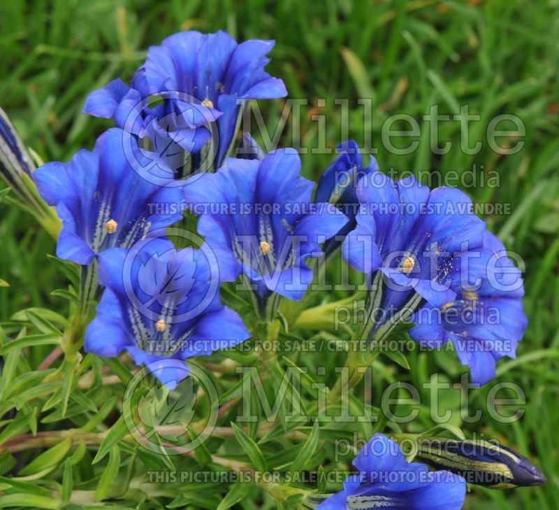 Gentiana Barbara Lyle (Trumpet Gentian) 1 