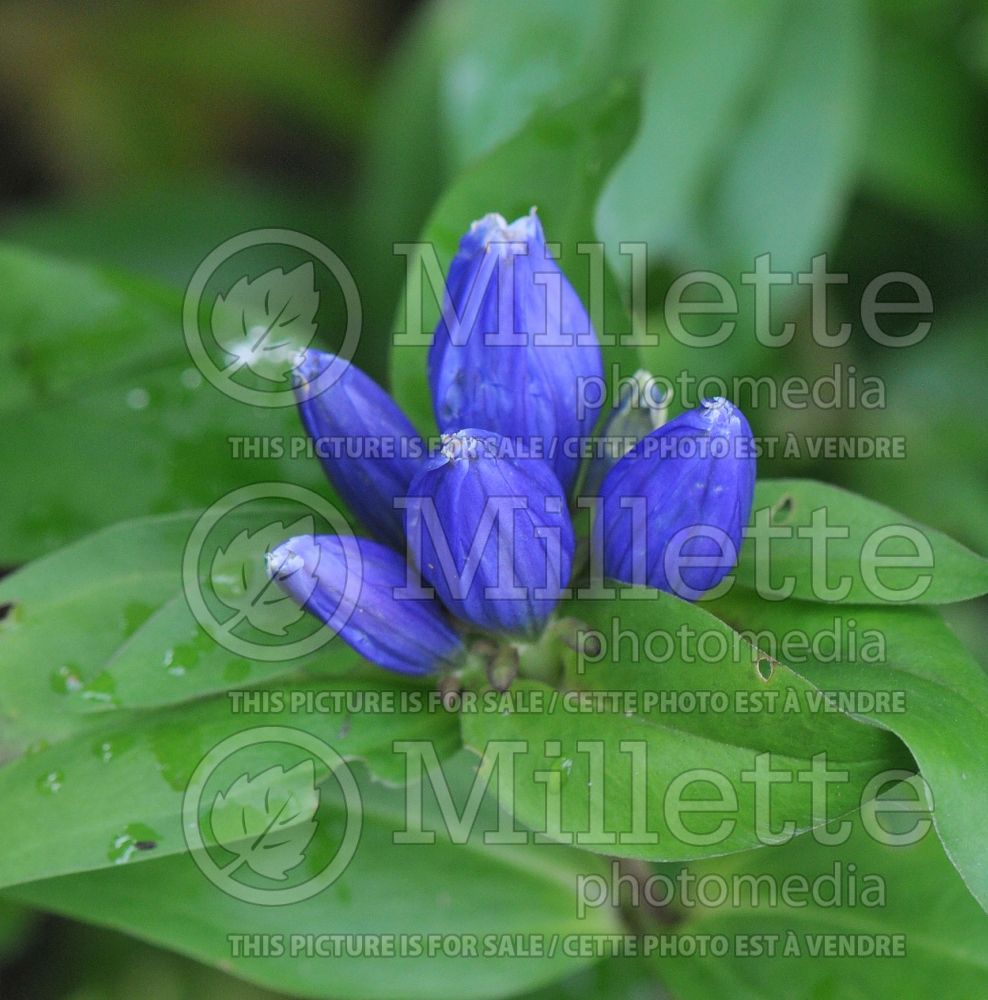 Gentiana clausa (Bottle gentian)  1