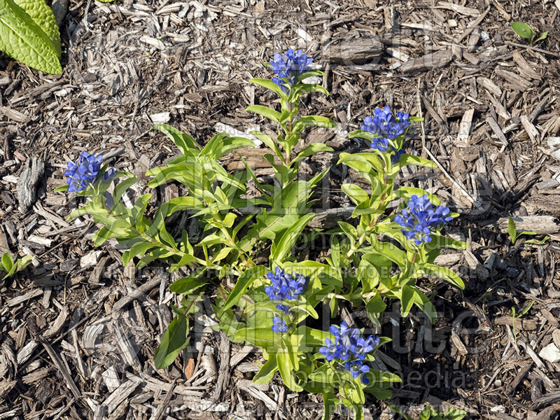 Gentiana Blue Cross (Trumpet Gentian) 3 