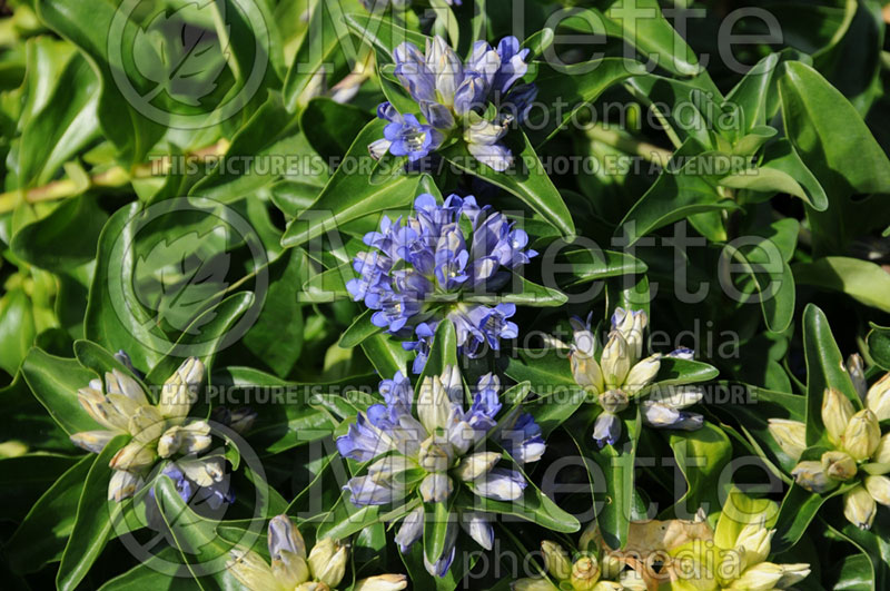 Gentiana Blue Cross (Trumpet Gentian) 1 