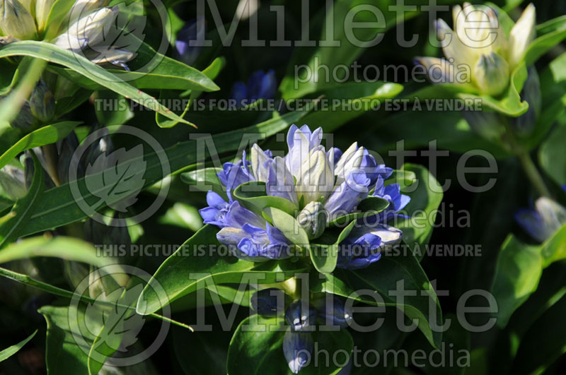 Gentiana Blue Cross (Trumpet Gentian) 2 