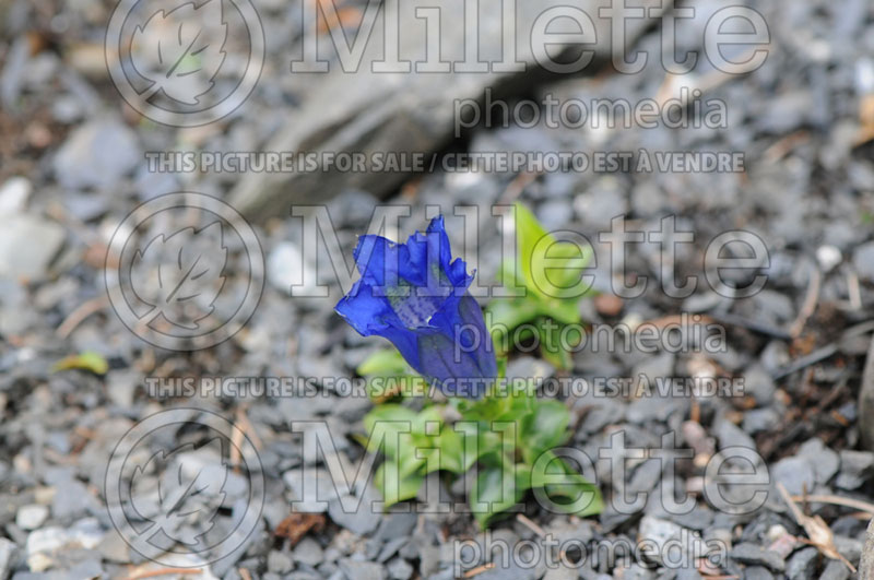 Gentiana dinarica (Trumpet Gentian) 1 