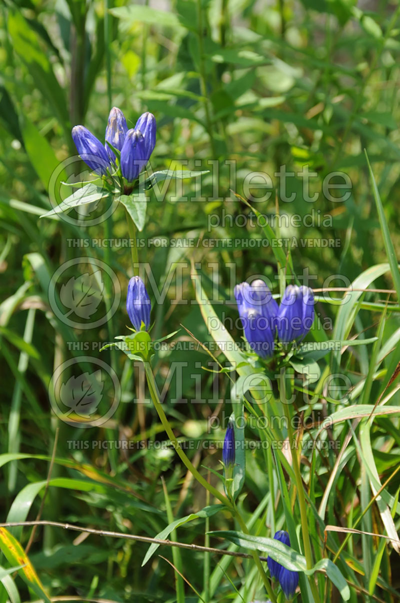 Gentiana linearis (Narrowleaf Gentian) 2 