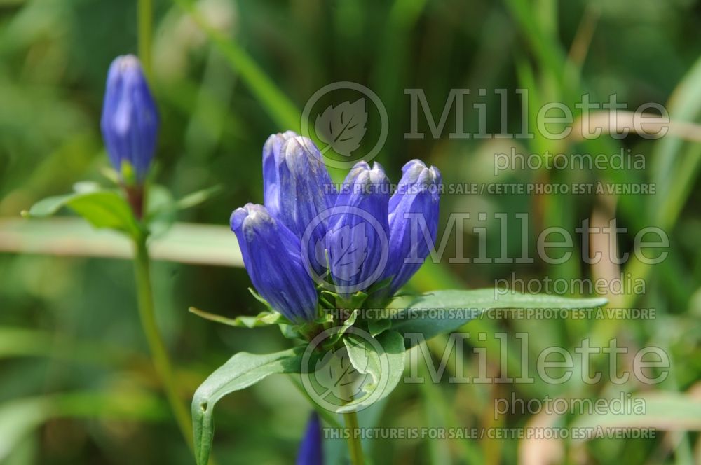 Gentiana linearis (Narrowleaf Gentian) 1 