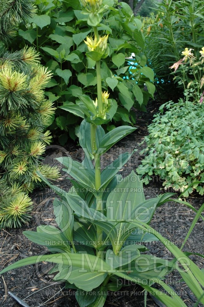 Gentiana lutea (great yellow gentian) 2 