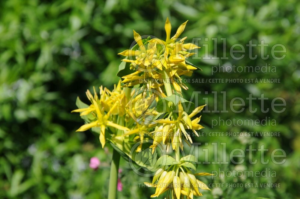 Gentiana lutea (great yellow gentian) 1 