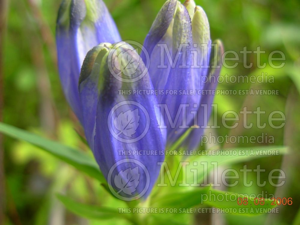 Gentiana andrewsii (Bottle gentian, Closed gentian) 1