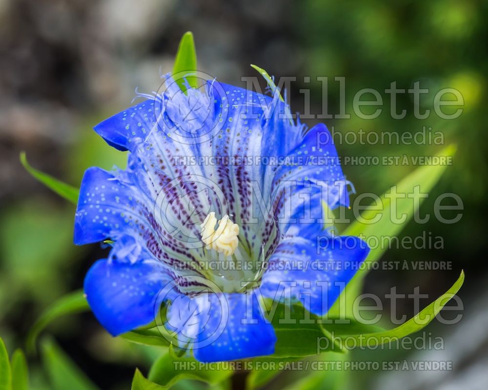 Gentiana paradoxa (Trumpet Gentian) 1