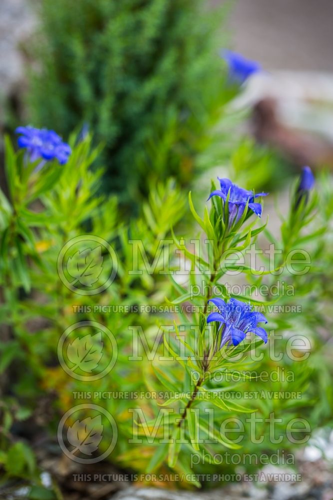 Gentiana paradoxa (Trumpet Gentian) 2 