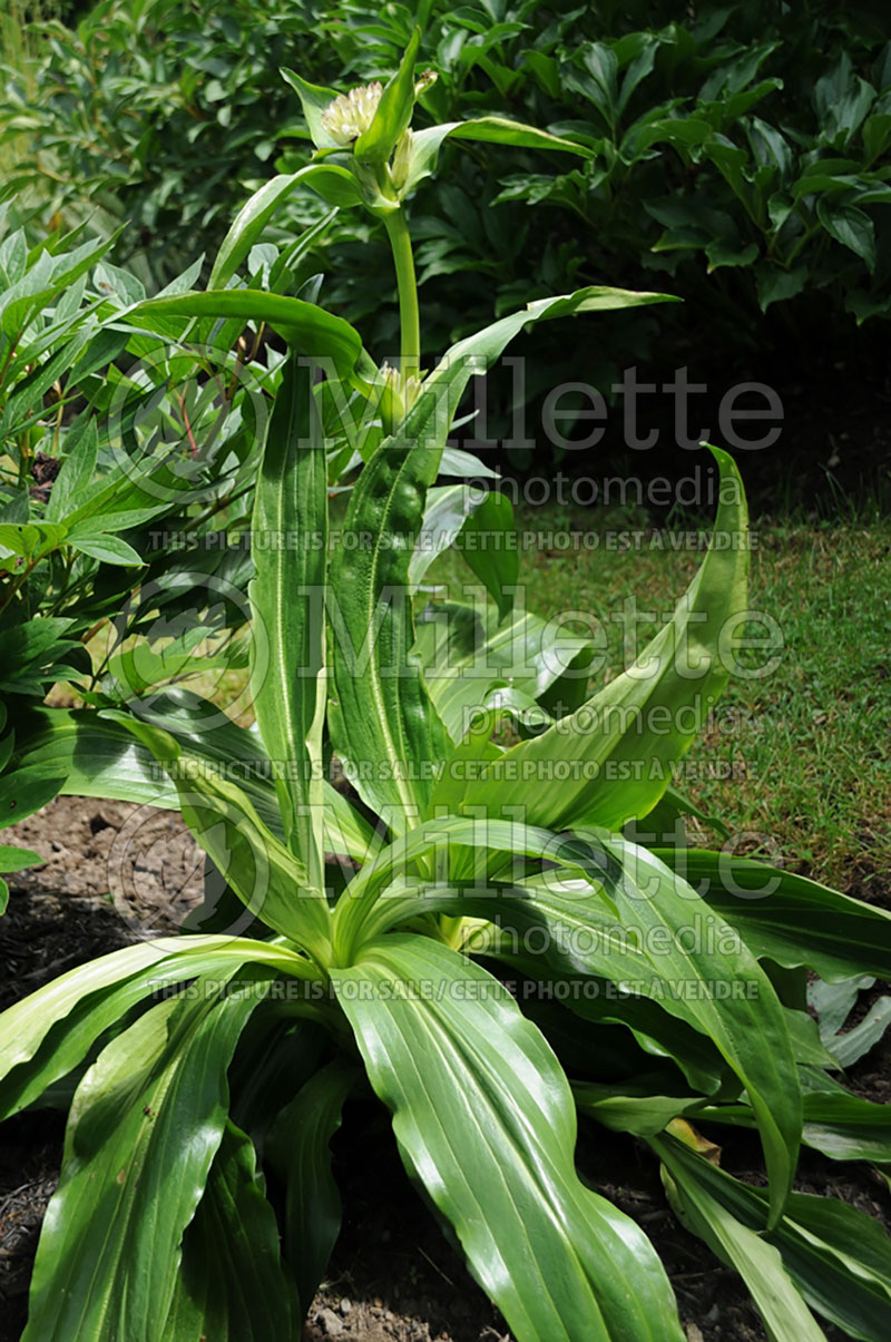 Gentiana King (Gentian) 1 