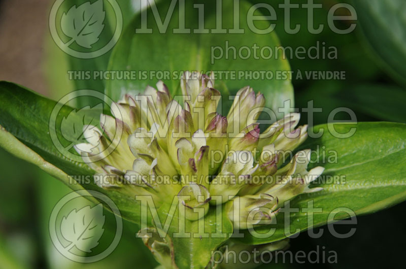 Gentiana King (Gentian) 2 