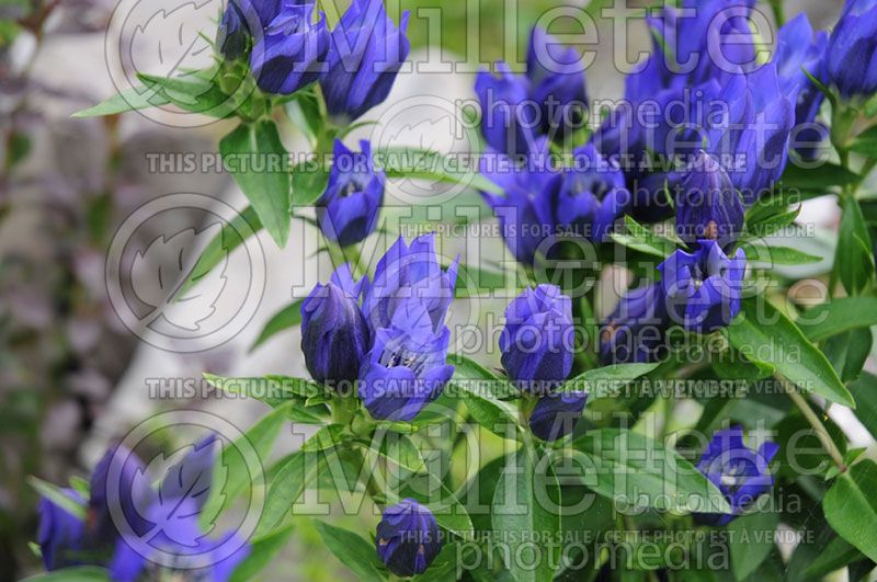 Gentiana True Blue (Gentian)  2