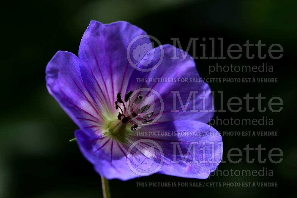 Geranium Azure Rush (Pelargonium Geranium) 3 