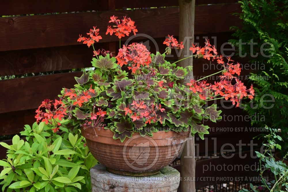 Geranium Vancouver Centennial (Cranesbill) 1 