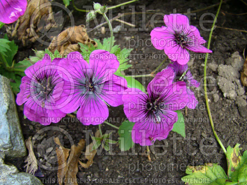 Geranium Ann Folkard (Cranesbill) 3