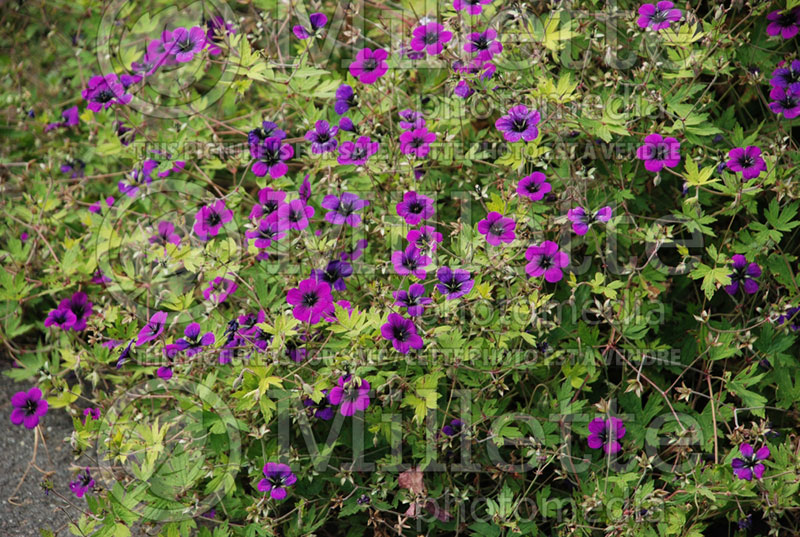 Geranium Ann Folkard (Cranesbill) 2