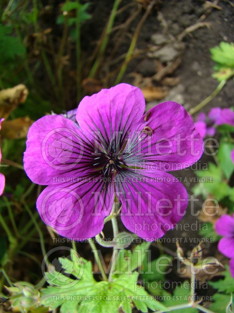 Geranium Ann Folkard (Cranesbill) 4