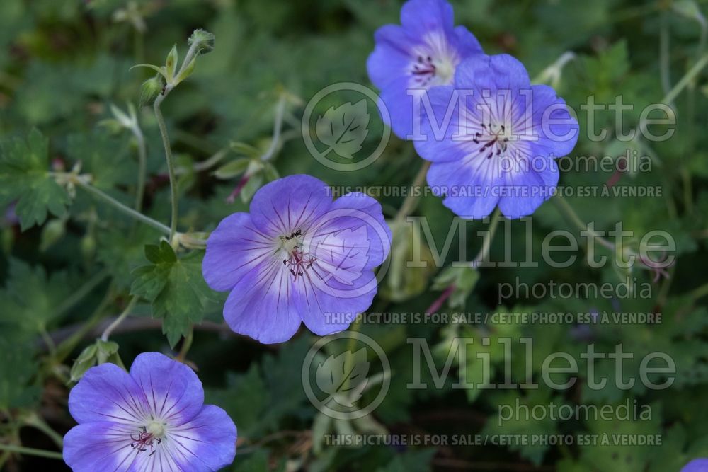 Geranium Azure Rush (Pelargonium Geranium) 2 