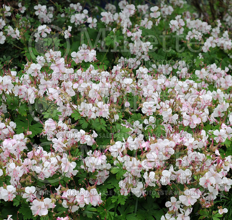 Geranium Biokovo (Cranesbill) 2 