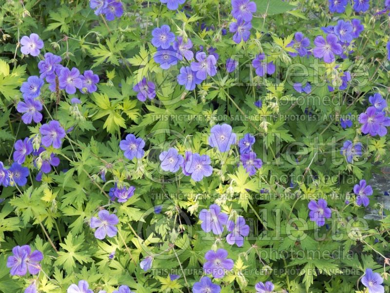 Geranium Blue Sunrise (Cranesbill)  2 