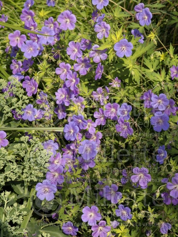 Geranium Blue Sunrise (Cranesbill)  3 