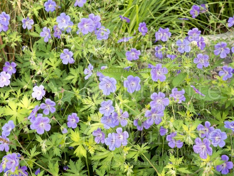 Geranium Blue Sunrise (Cranesbill)  4 