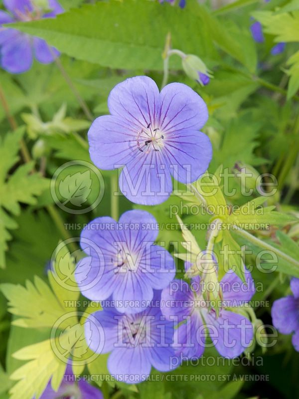 Geranium Blue Sunrise (Cranesbill)  5 