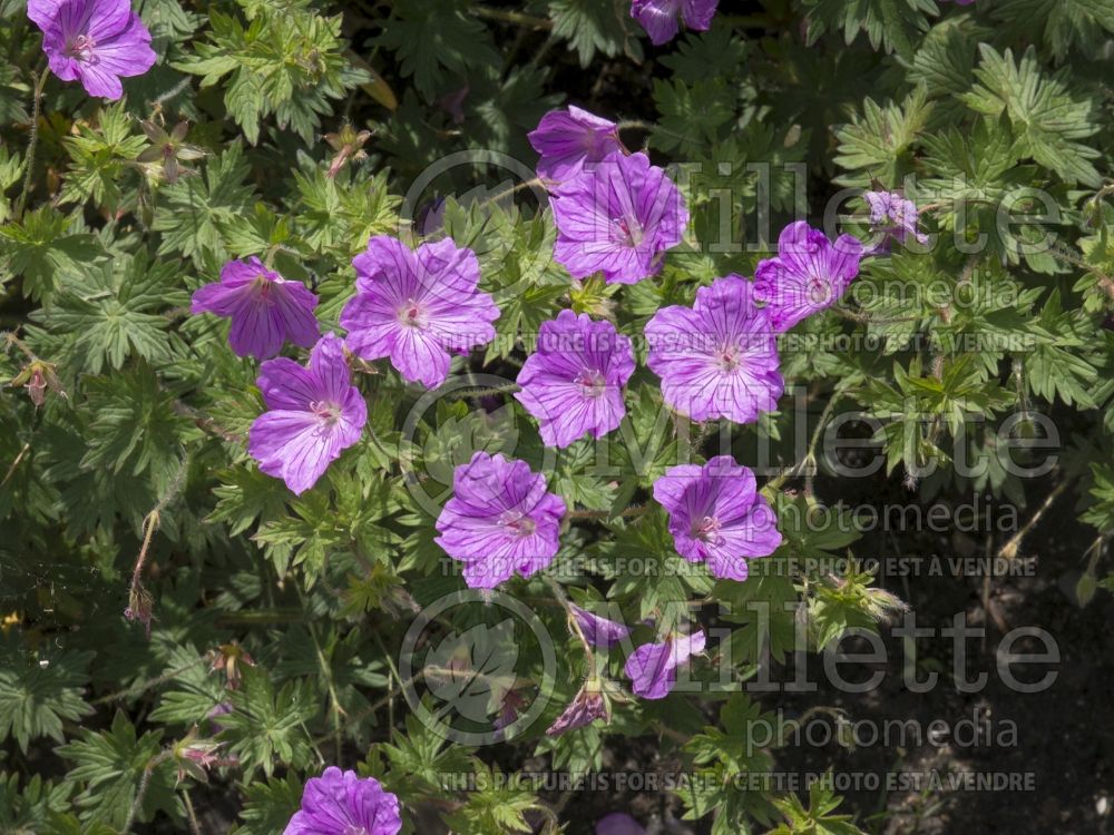 Geranium Blushing Turtle (Cranesbill) 2 