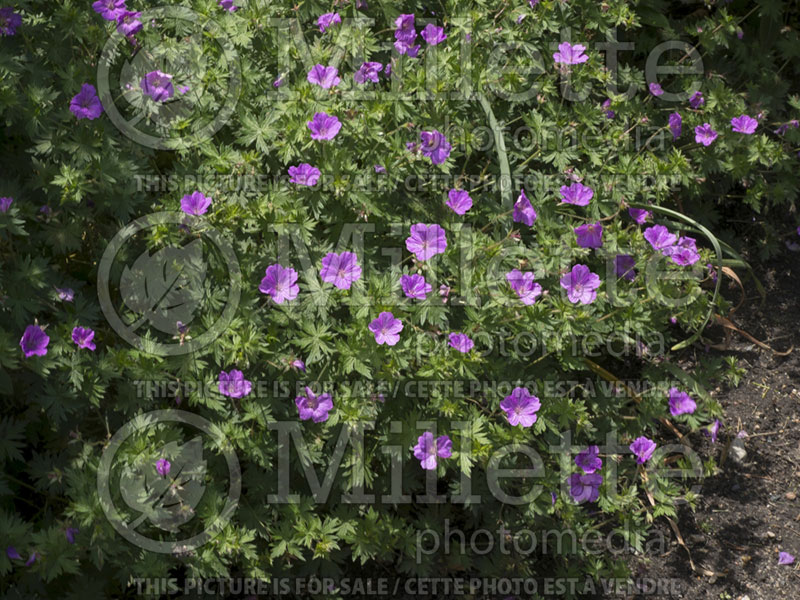 Geranium Blushing Turtle (Cranesbill) 1 