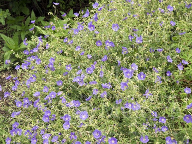 Geranium Brookside (Cranesbill)  3 