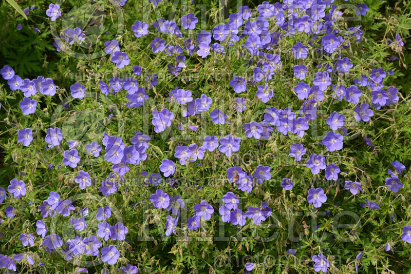 Geranium Brookside (Cranesbill)  1 