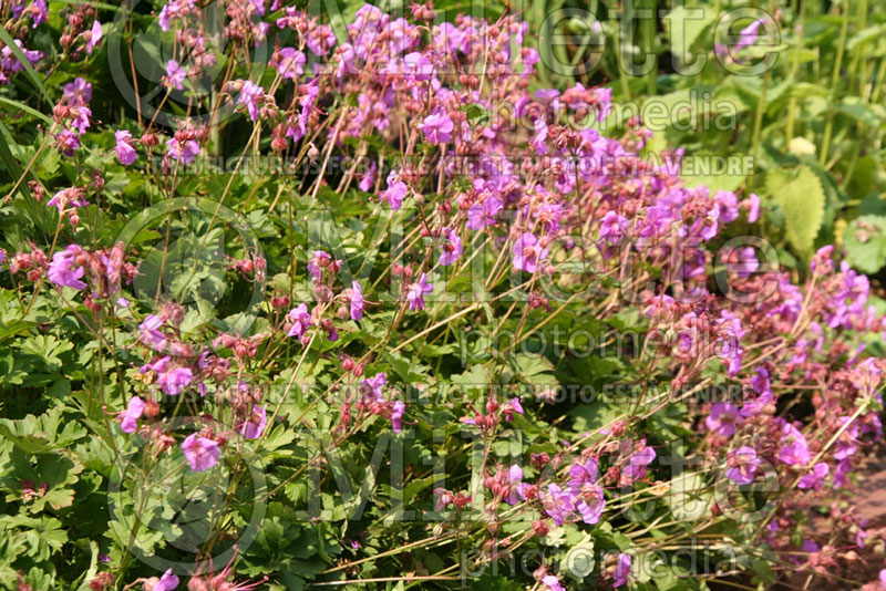 Geranium Biokova Karmina or Karmina (Cranesbill)  1 