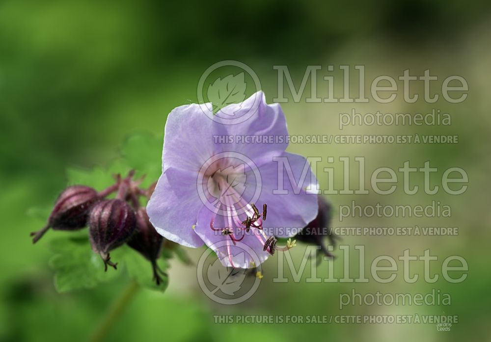 Geranium Biokova Karmina or Karmina (Cranesbill)  4 