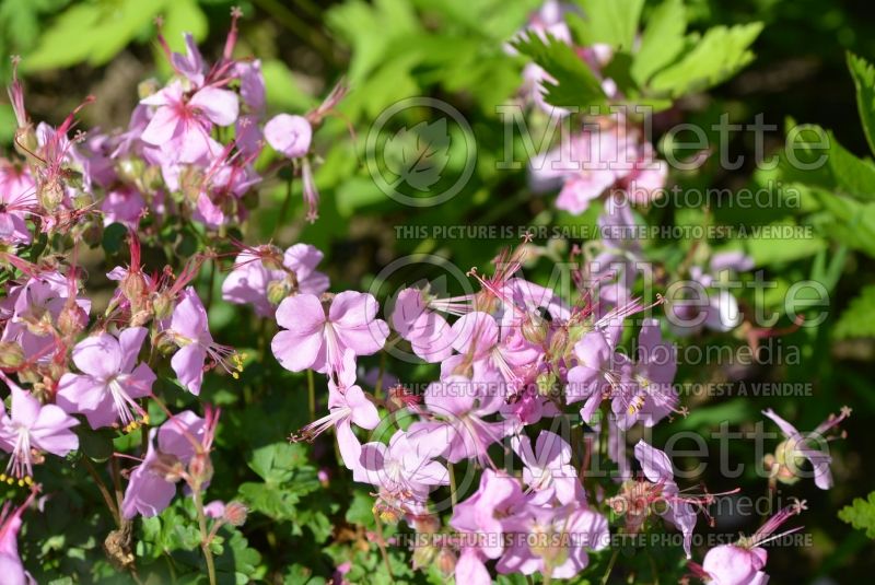 Geranium Biokova Karmina or Karmina (Cranesbill)  5 